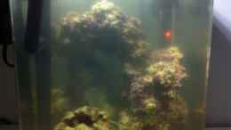 aquarium-von-sebastian-philipp-uwe-das-meerwasseraquarium_Ersteinrichtung am 31.03.2012
