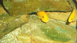 aquarium-von-esslinger-becken-18911_Maylandia estherea Female mit Dicken Backen