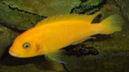 aquarium-von-esslinger-becken-18911_Maylandia estherea red-red Female