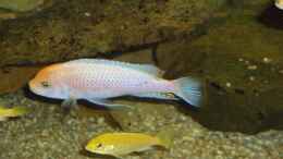 aquarium-von-esslinger-becken-18911_Maylandia estherea red-red Male und Yellow Female