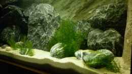 aquarium-von-julien-preuss-neolamprologus-buescheri-artbecken_Hydrilla verticillata machen sich sehr gut ;-)