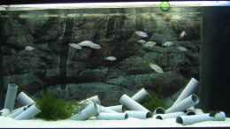 aquarium-von-strontium-low-budget-bzw--nem-geschenkten-barsch---_