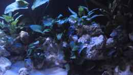 aquarium-von-mr--malawi-demasonis-paradise_