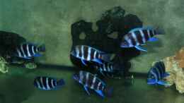 aquarium-von-hanno-k-tanganjika---habitatnachbildung--_Blue Samazi - Nachzuchten 