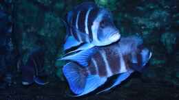 aquarium-von-hanno-k-tanganjika---habitatnachbildung--_Blue Samazi - die Männchen