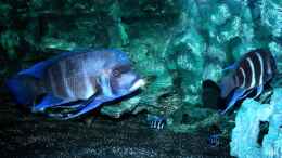 aquarium-von-hanno-k-tanganjika---habitatnachbildung--_Blue Samazi mit Nachwuchs