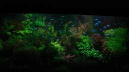 aquarium-von-achim-cool-traum-in-weiss_Mondlicht