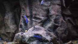 aquarium-von-ajakandi-sandstorm-tanzania-aufgeloest-_das mittlere Modul.. im Vordergrund der Felsen ist unterschw
