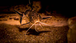 aquarium-von-ajakandi-sandstorm-tanzania-aufgeloest-_Synodontis grandiops