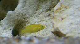 Aquarium einrichten mit Labidochromis caeruleus Yellow-Jungfisch