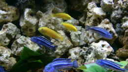 Foto mit Labidochromis caeruleus Yellow & Melanochromis maingano