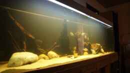 aquarium-von-aquaelvis-uarus-home_Durch die schwache Beleuchtung gibts auch für Fotos wenig L