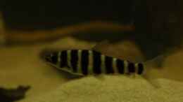 Aquarium einrichten mit Leporinus fasciatus fasciatus