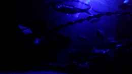 Aquarium einrichten mit Kupfersalmler im Mondlicht