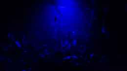 aquarium-von-bassley-juwel-vision260_Nachts bei Mondenschein