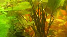 Aquarium einrichten mit Echinodorus ozelot und Hydrocotyle verticillata