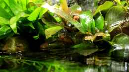 aquarium-von-die-perle----little-dark-african_Microsorum pteropus und Hygrophila