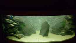 aquarium-von-julien-preuss-tanganjika-uebergangszone---nur-noch-als-beispiel_der rechte Steinaufbau ist gewichen...