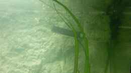 aquarium-von-julien-preuss-tanganjika-uebergangszone---nur-noch-als-beispiel_Strömungspumpe gut getarnt ;-)