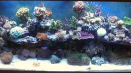 aquarium-von-deadfox-250l-meerwasser-becken_Foto ist von September 2010 (neues kommt bald)