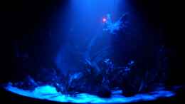 aquarium-von-matze-m--juwel-trigon-350_