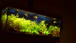 aquarium-von-klumpen-juwel-rio-240_Becken nach 10 Wochen 14,02,2012