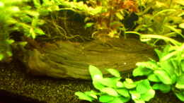 aquarium-von-klumpen-juwel-rio-240_ Mangrovenwurzel links im Becken