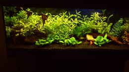 aquarium-von-klumpen-juwel-rio-240_Becken nach 10 Wochen 14,02,2012