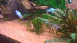 aquarium-von-jbuehrke-fluval-vicenza-260_SBB - electric blue - 