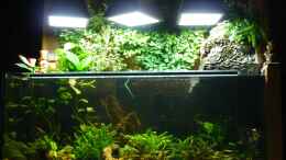 Aquarium einrichten mit Über dem Aquarium    die Pflanzen u. Lampen
