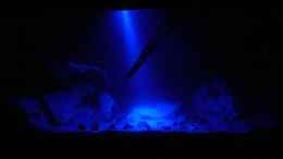 aquarium-von-dominikz-neolamprologus-multifasciatus-reines-artenbecken_Nacht, trübes Wasser nach Einrichten