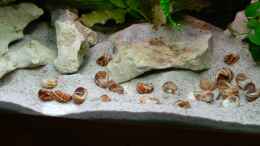 aquarium-von-dominikz-neolamprologus-multifasciatus-reines-artenbecken_Styropor erkennbar 06.10.2012