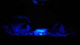 aquarium-von-dominikz-neolamprologus-multifasciatus-reines-artenbecken_Nacht,klar,Mondlicht 25.09.2012