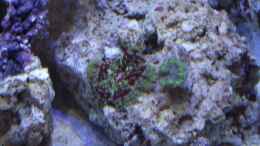 aquarium-von-dr--manhattan-midi-cube-meerwasser_MinMax Anemone + Ricordea Yuma greenstripe