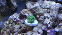aquarium-von-dr--manhattan-midi-cube-meerwasser_Ricordea florida ultra green