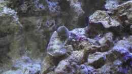 Aquarium einrichten mit Tectus mit Einsiedlerkrebs