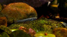 Foto mit Stiphodon elegans (male)