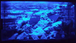 aquarium-von-ic-killer-becken-19290_Mondlicht