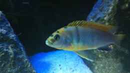 aquarium-von-meckel-meckels-malawi-tank_Labidochromis Hongi Bock