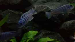 aquarium-von-j-co--my-version-of-malawi_die Haras zeigen langsam ihre schöne Färbung
