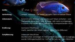 aquarium-von-noah-malawi-homezone---aufgeloest_Artentafel Sciaenochromis fryeri
