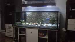 aquarium-von-noah-malawi-homezone---aufgeloest_30.01.2013