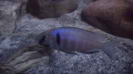 Aquarium einrichten mit Placidochromis electra Bock