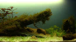 aquarium-von-sebastian---120x40x50_5.3.2011 jetzt mu?? es noch wachsen...