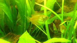 aquarium-von-ptobias-gruene-oase_Zwergfadenfisch Weiblich