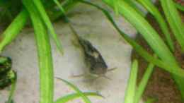 Aquarium einrichten mit Corydoras elegans