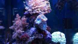 aquarium-von-garnelenhunter-deep-blue-reef_20.07.2011