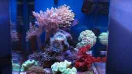 aquarium-von-garnelenhunter-deep-blue-reef_
