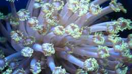 aquarium-von-garnelenhunter-deep-blue-reef_Goniopora