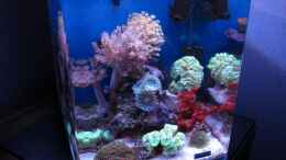 aquarium-von-garnelenhunter-deep-blue-reef_02.10.2011